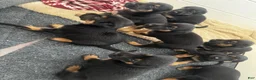 Mixed Breed dogs for sale: Mixed Breed 2 - Ad 1
