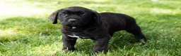 Cane Corso dogs for sale: Remington  - Ad 3