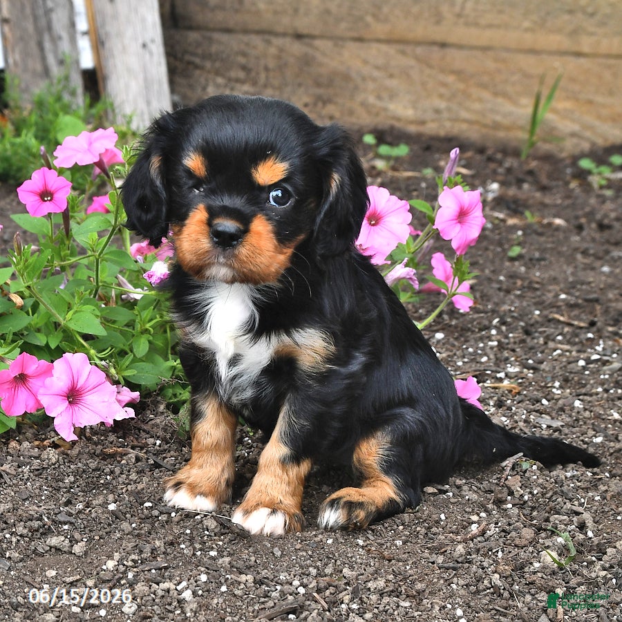 Cavalier King Charles Spaniel dogs Dixie - Ad 2