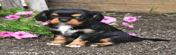 Cavalier King Charles Spaniel dogs for sale: Dixie - Ad 2