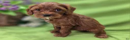 Cockapoo dogs for sale: Emily - Ad 8