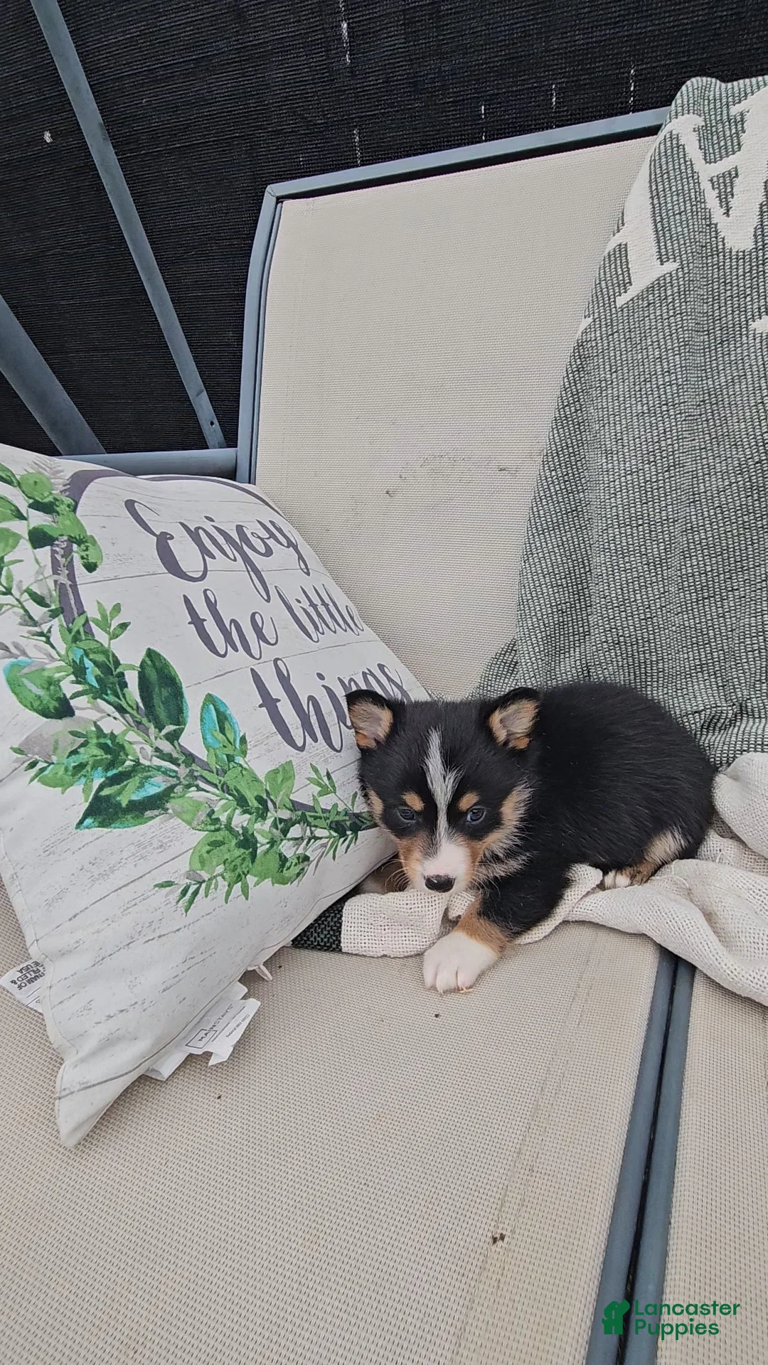 Mixed Breed dogs for sale: Rhett - Ad 3