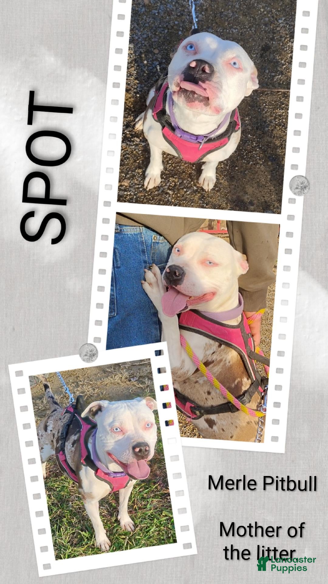 American Pit Bull Terrier dogs for sale: FROST - Ad 6