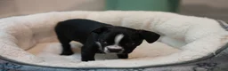 Boston Terrier dogs for sale: (Johnny) Cash - The Man in Black - Ad 10