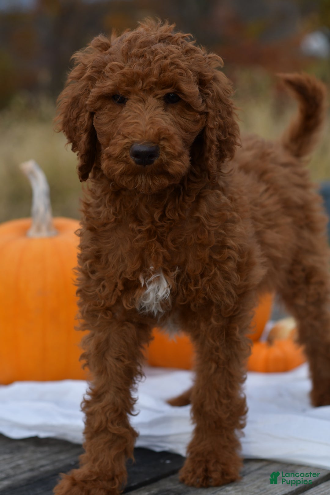 Standard Poodle dogs for sale: Clifford  - Ad 10