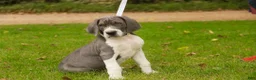 Great Dane dogs for sale: Celestia Great Dane  - Ad 7