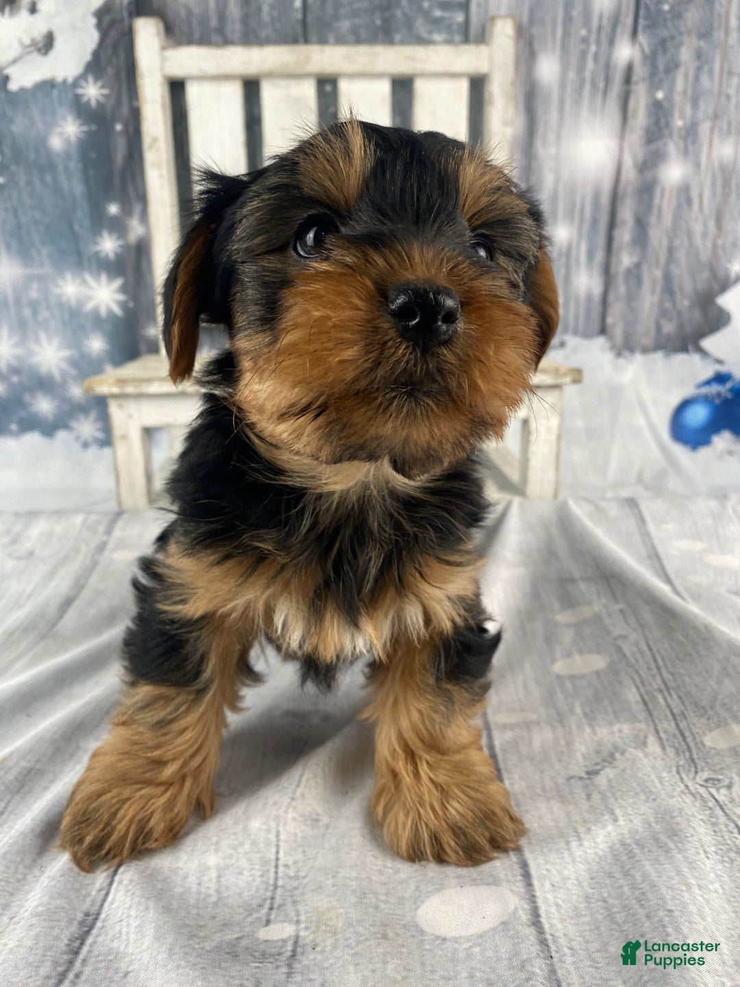 Yorkshire Terrier dogs for sale: Cali - Ad 3