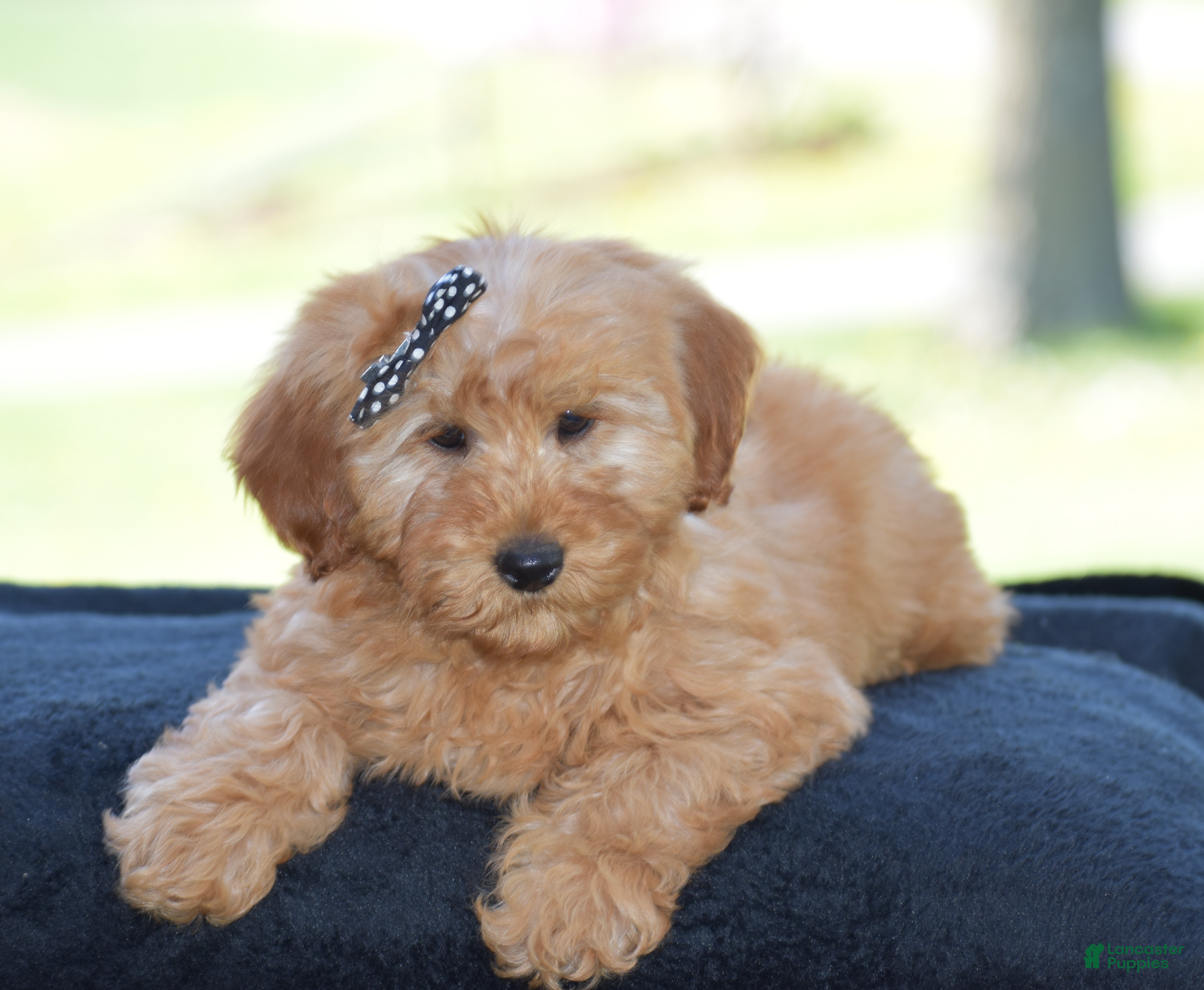 Mini Goldendoodle dogs Windy - Ad 1