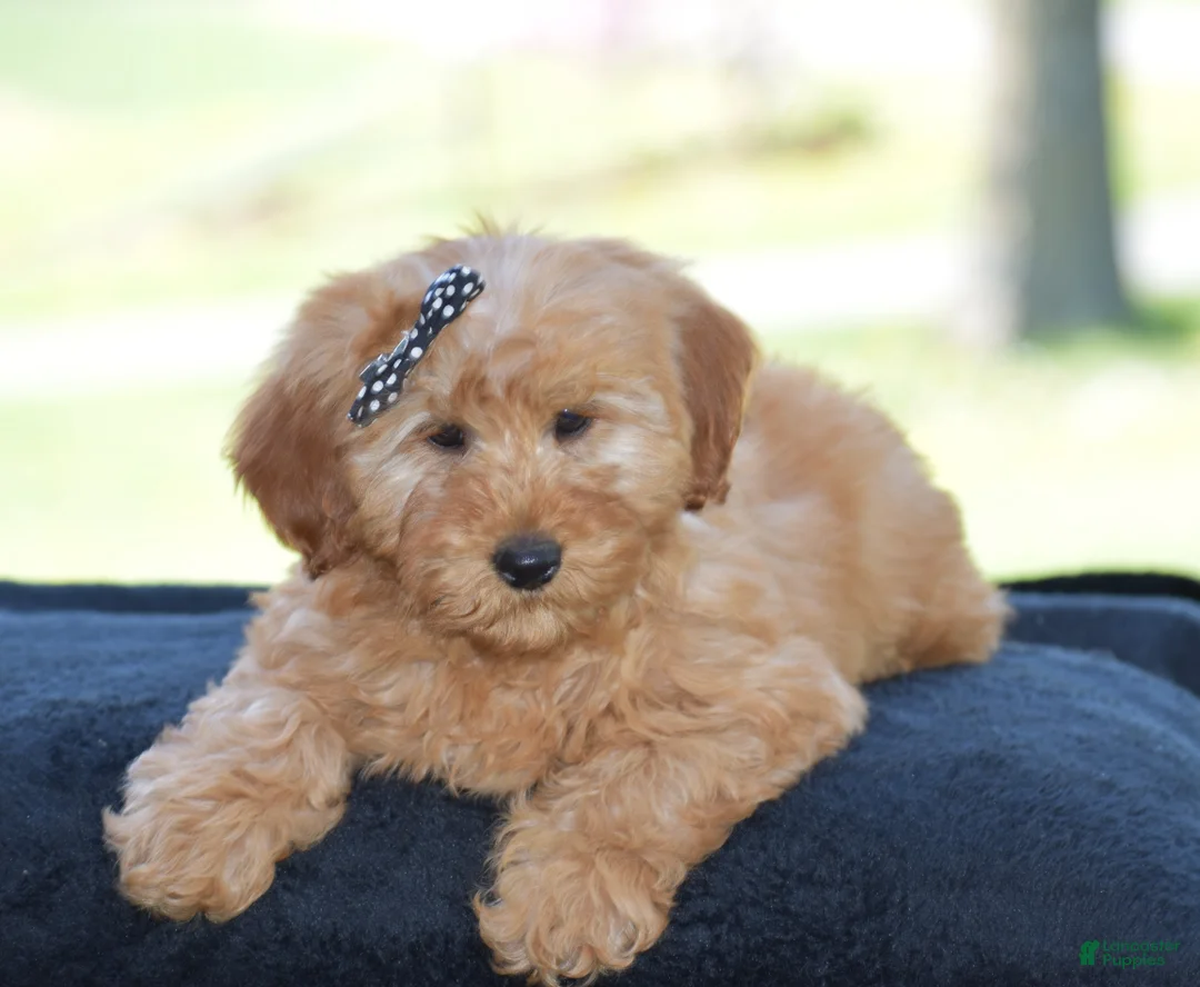 Mini Goldendoodle dogs for sale: Windy - Ad 1