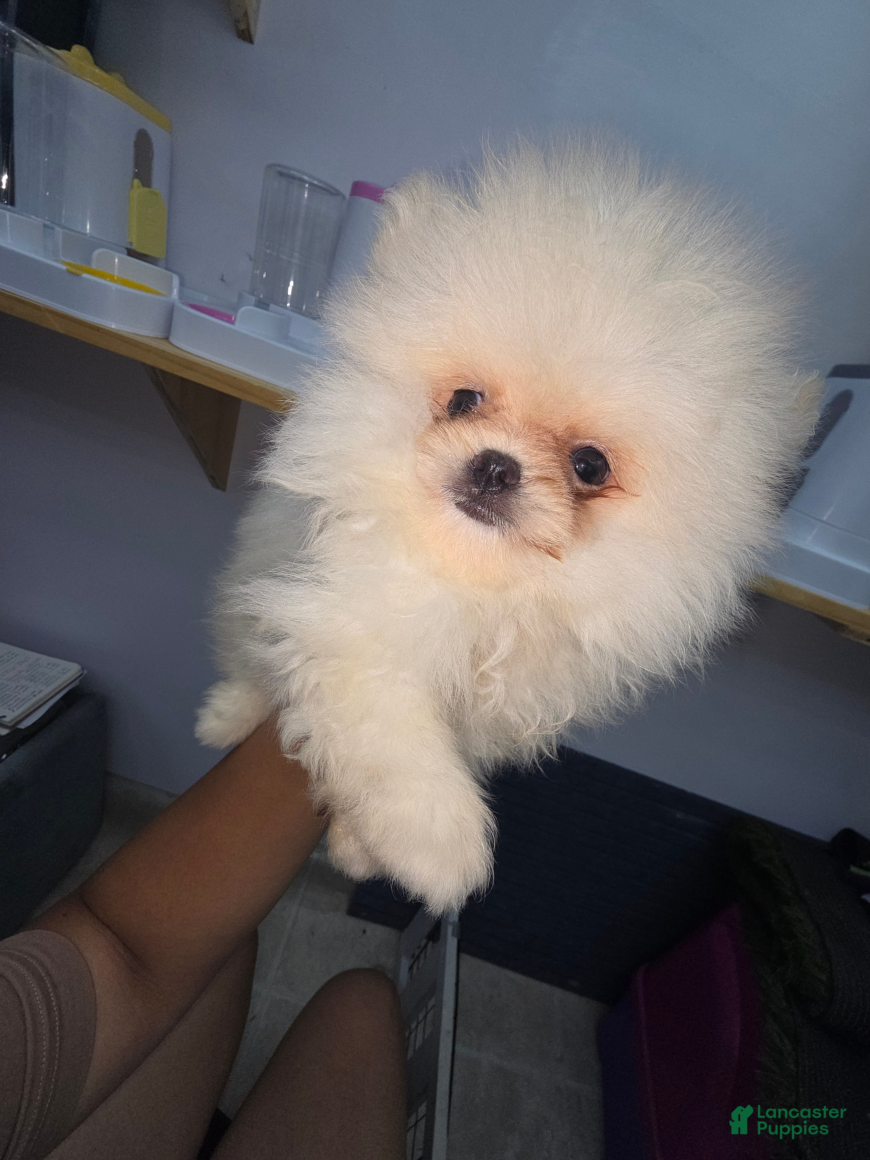 Pomeranian dogs for sale: Pomeranian nieve  - Ad 4