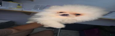 Pomeranian nieve 