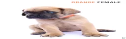 Cane Corso dogs for sale: Blue Male - Ad 4