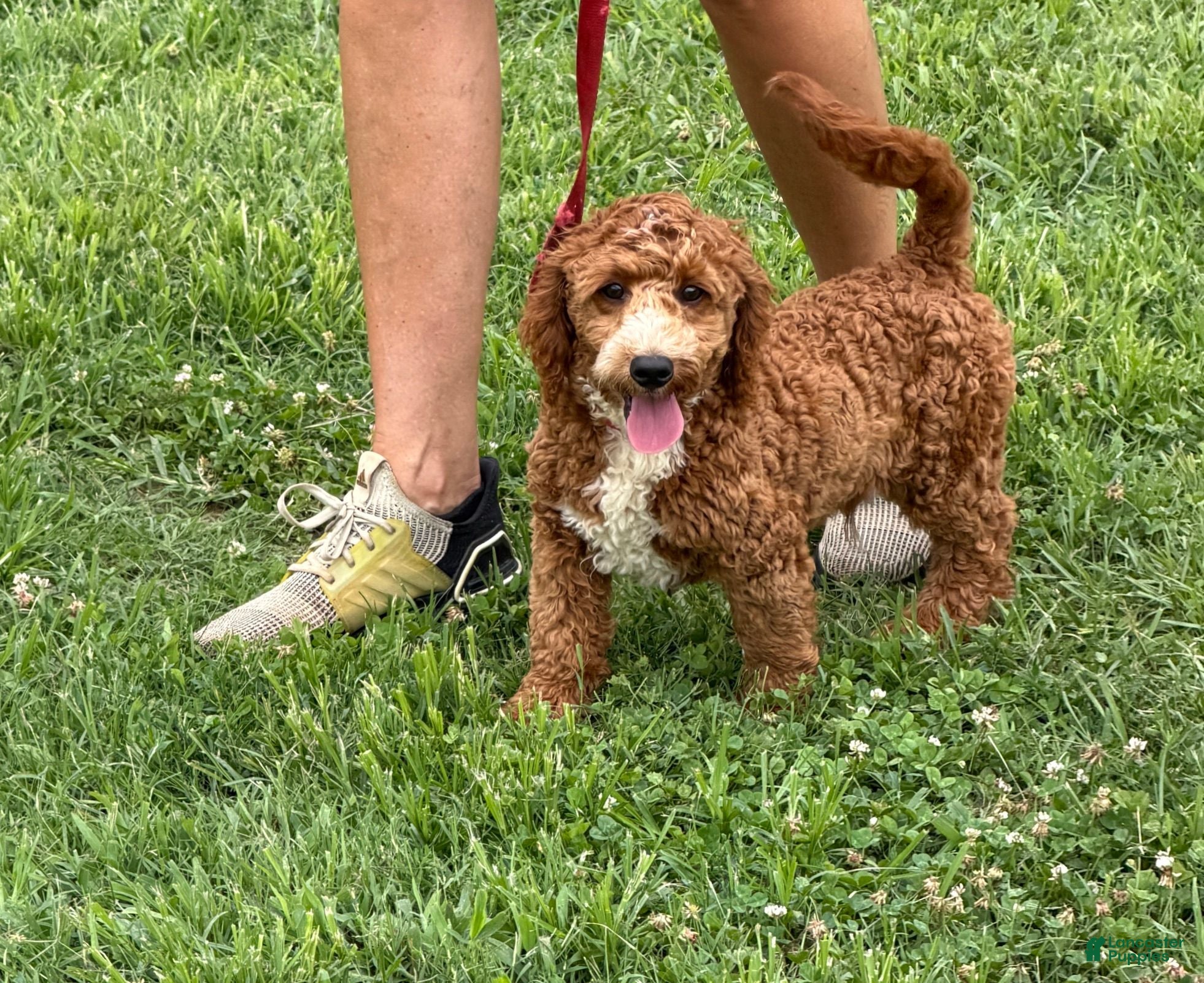 Labradoodle dogs Squirt - Ad 36