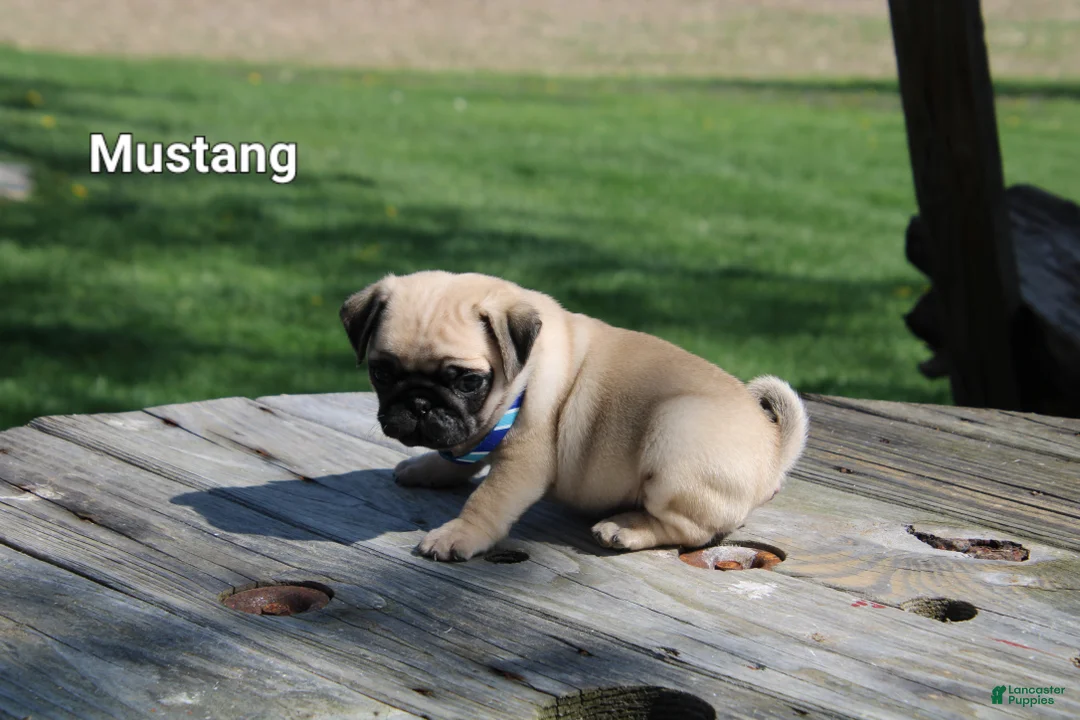 Pug dogs for sale: Mustang - Ad 2
