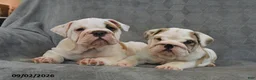 English Bulldog dogs for sale: Fawn - Ad 5