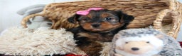 Yorkshire Terrier dogs for sale: CASSIE - Ad 7