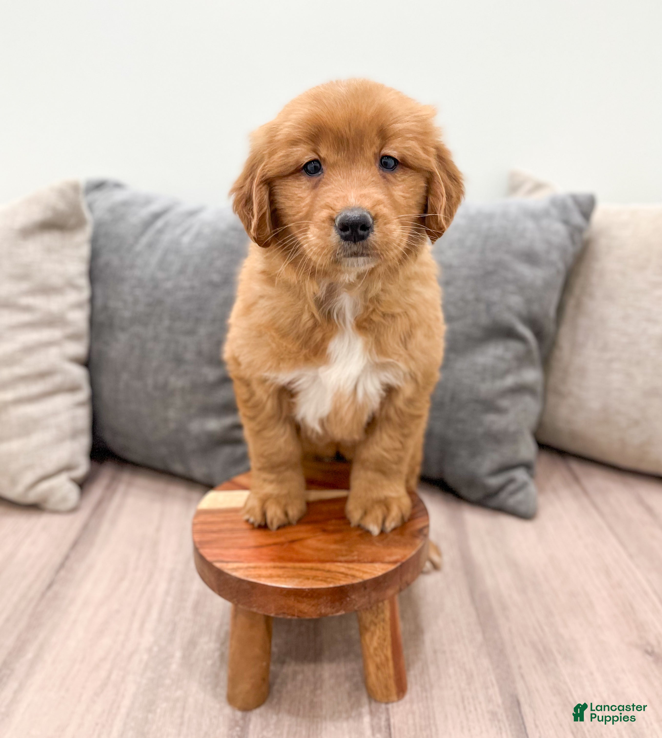 Golden Retriever dogs Molly - Ad 2