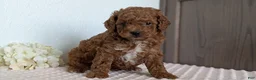 Cavapoo dogs for sale: Rocky - Ad 12