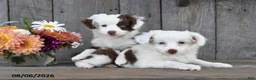 Aussiedoodle dogs for sale: Terry - Ad 3