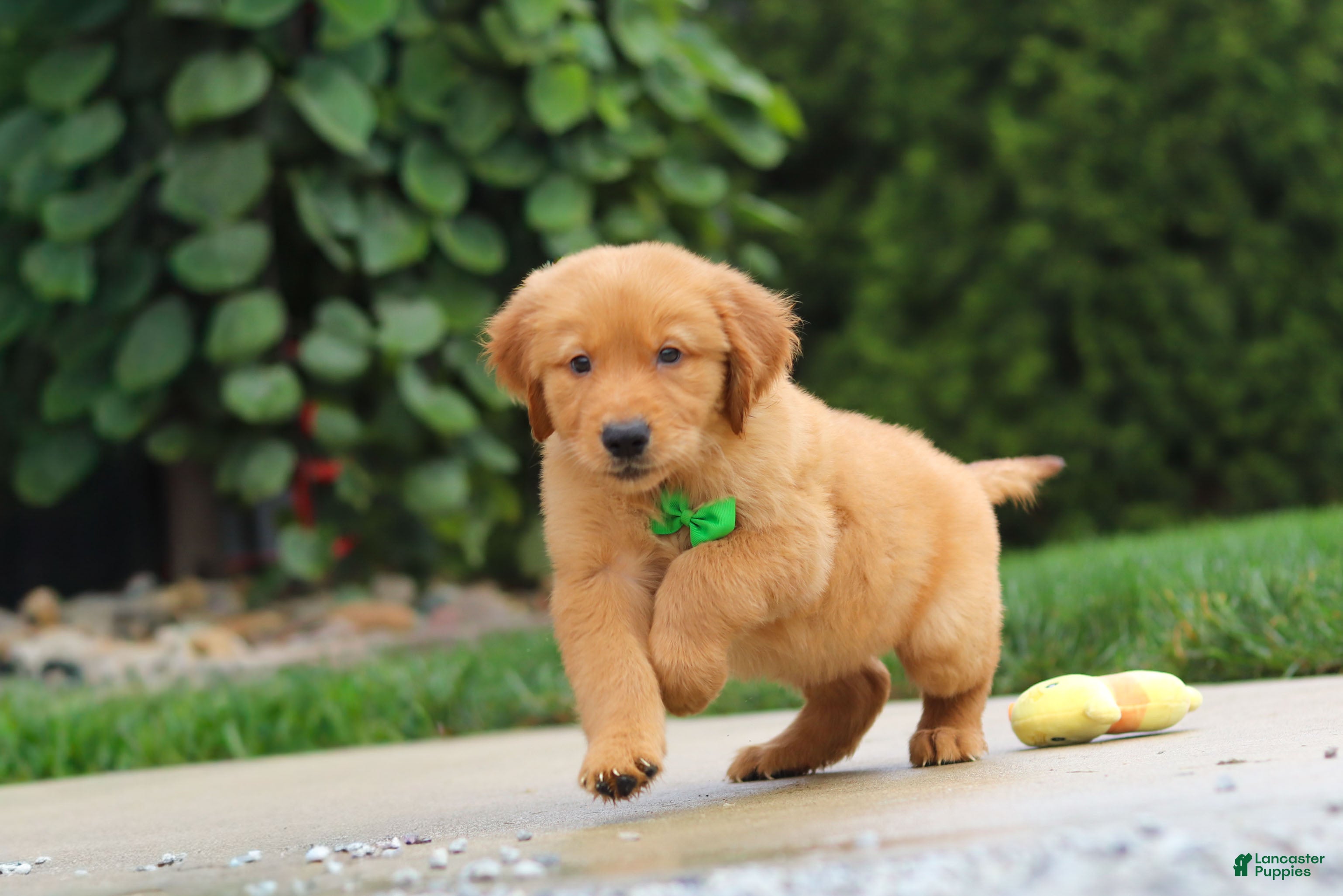 Golden Retriever dogs Moose — Your New Golden Best Friend! 🐾 - Ad 2