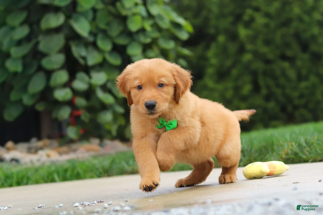 Golden Retriever dogs for sale: Moose — Your New Golden Best Friend! 🐾 - Ad 2