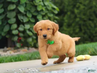 Golden Retriever dogs Moose — Your New Golden Best Friend! 🐾 - Ad 2
