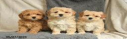 Maltipoo dogs for sale: Willy - Ad 5