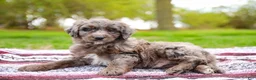 Aussiedoodle dogs for sale: Jax Standard - Ad 5