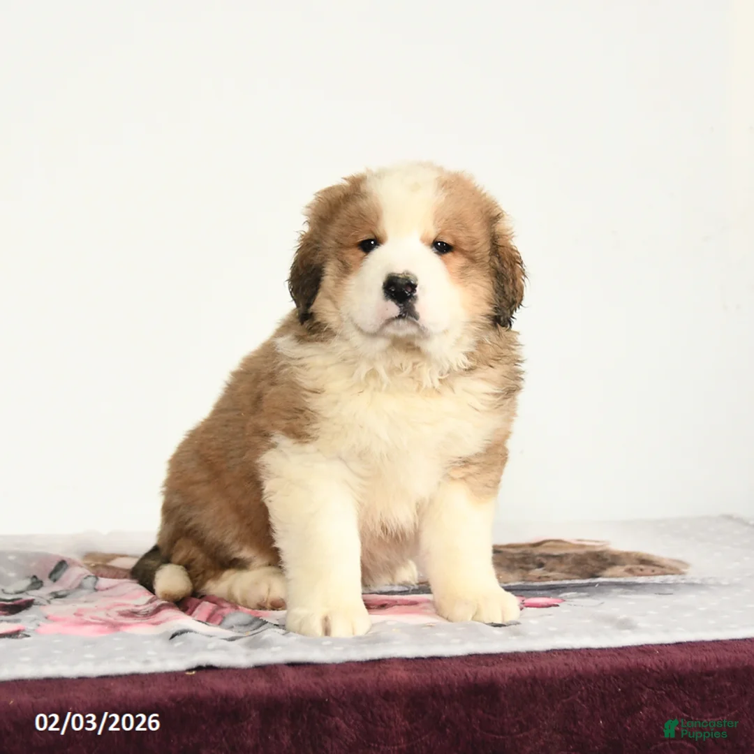 Mixed Breed dogs for sale: Pal - Ad 2