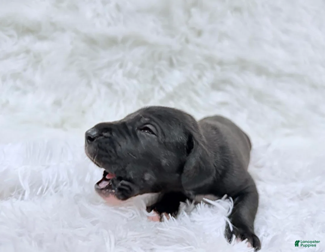 Great Dane dogs for sale: Luna Lovegood - Ad 4