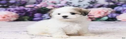 Teddy Bear dogs for sale: Mickey - Ad 3