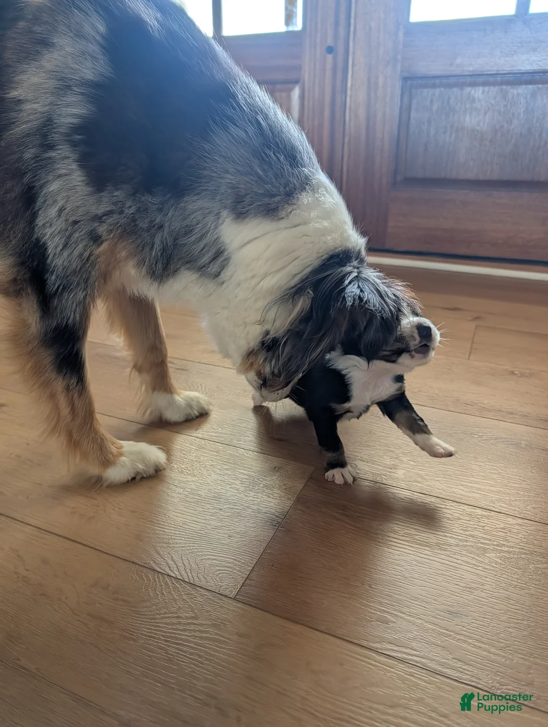 Australian Shepherd dogs for sale: Ginger: Female Black Tri Standard Australian Shepherd - Ad 2
