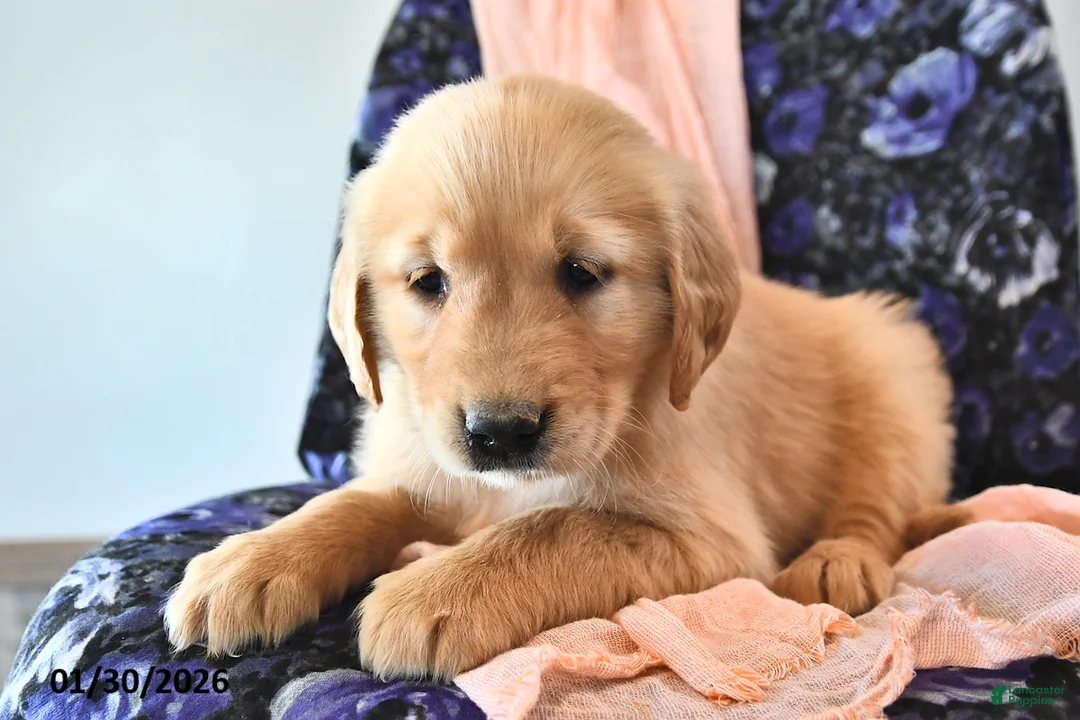 Golden Retriever dogs for sale: Truffle  - Ad 3