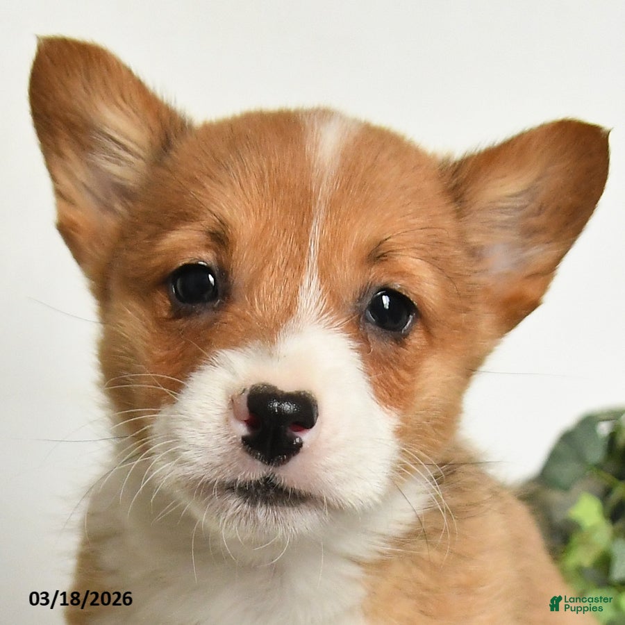 Welsh Corgi Pembroke dogs Tucker - Ad 2