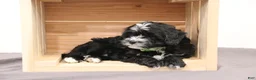 Mini Bernedoodle dogs for sale: Archie - Ad 3