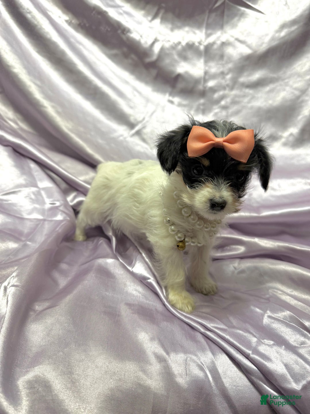 Yorkshire Terrier dogs for sale: Alfredo - Ad 7
