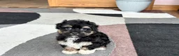 Havapoo dogs for sale: Havapoo boy 1 TriColor - Ad 10