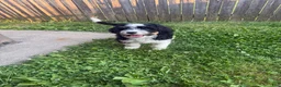 Mini Bernedoodle dogs for sale: Mini Bernedoodle Princess - Ad 3