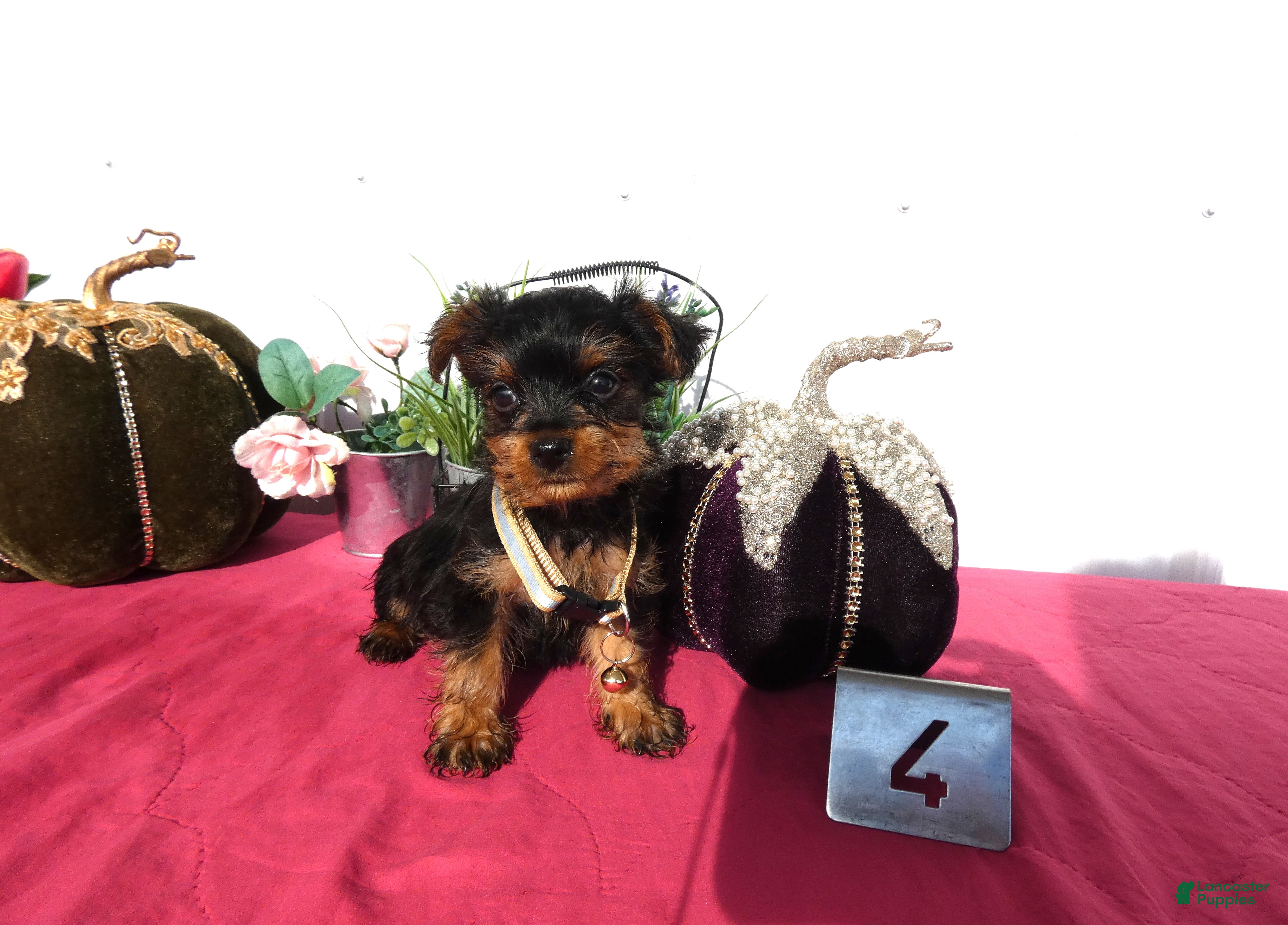 Yorkshire Terrier dogs Yorkshire Terrier 4 Thompson - Ad 2