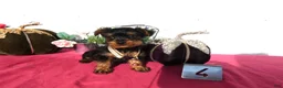 Yorkshire Terrier dogs for sale: Yorkshire Terrier 4 Thompson - Ad 1