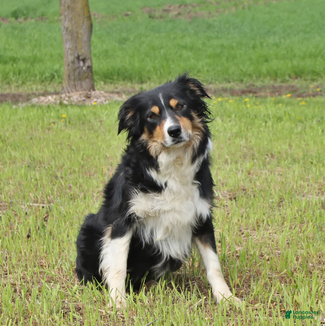Border Collie dogs for sale: Daphne - Ad 4
