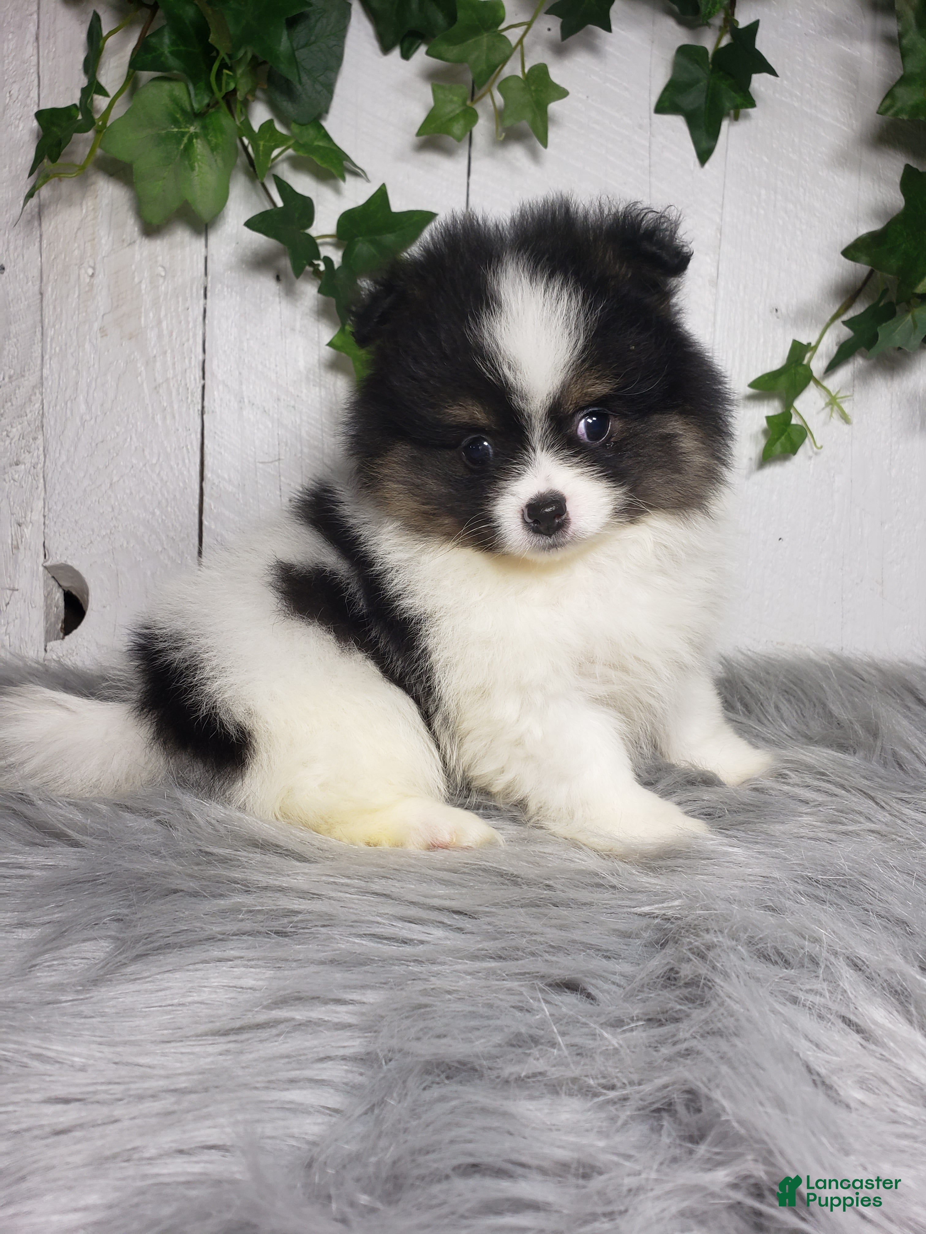 Pomeranian dogs Pansy  - Ad 2