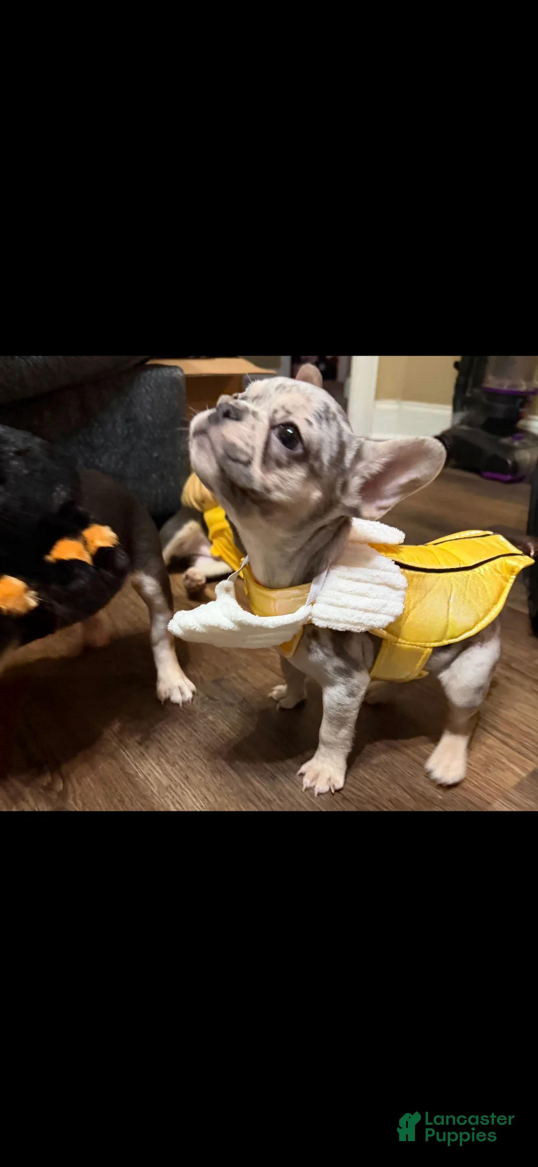 French Bulldog dogs for sale: French Bulldog 1 - Ad 1
