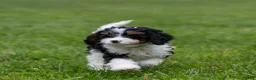 Cavapoo dogs for sale: Crusher Cavapoo Puppy  - Ad 9