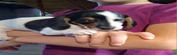 Miniature Dachshund dogs for sale: Oreo - Ad 6