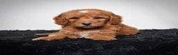 Mini Goldendoodle dogs for sale: Ms. Alice - Ad 5