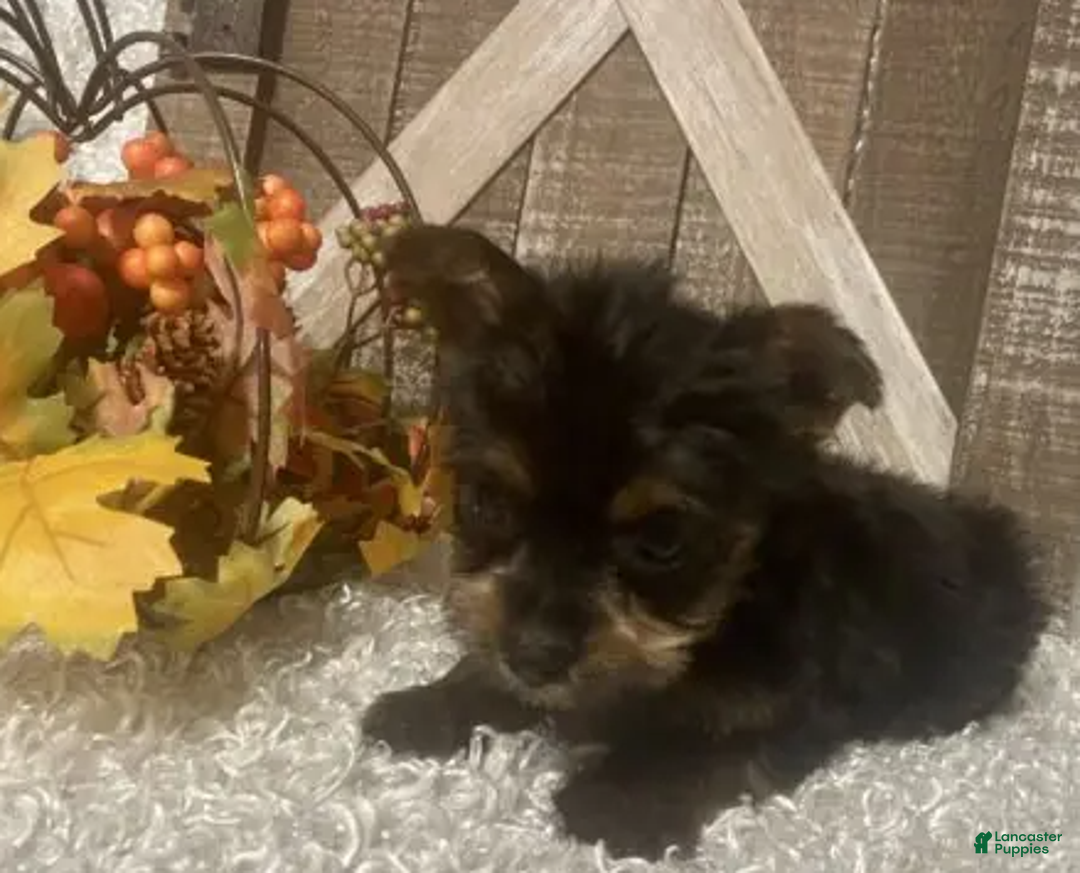 Yorkshire Terrier dogs for sale: Snoop - Ad 6