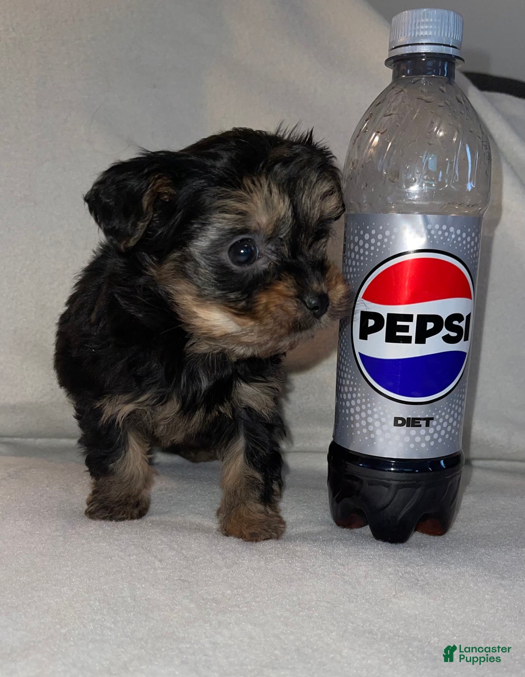 Yorkiepoo dogs for sale: Lucy - Ad 1