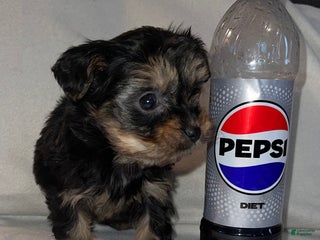 Yorkiepoo dogs for sale: Lucy - Ad 1