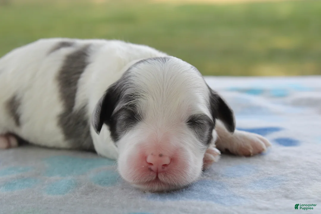 Mini Goldendoodle dogs for sale: Vance - Ad 1